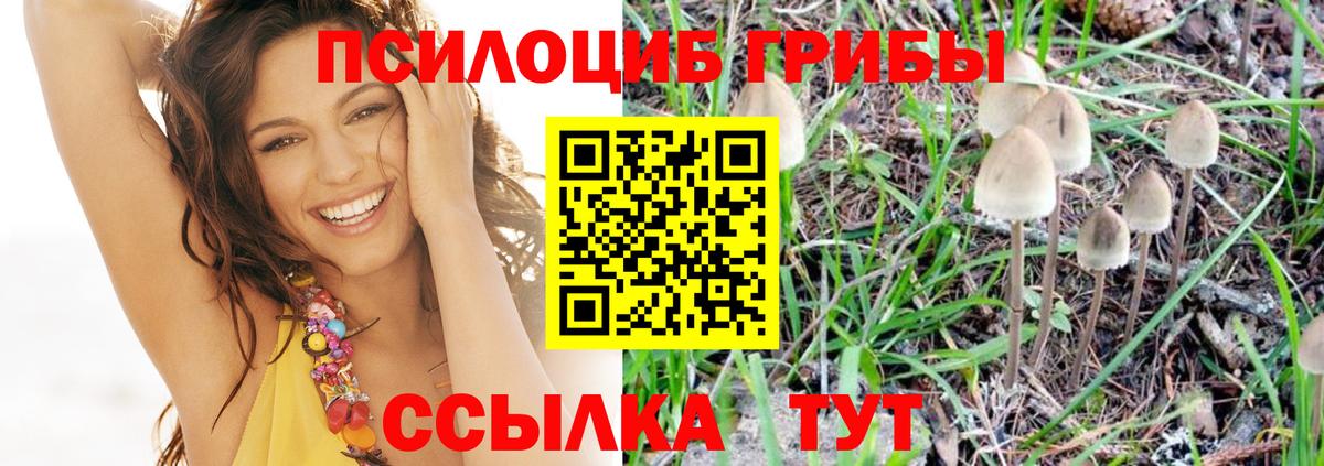 Псилоцибиновые грибы Cubensis Борзя